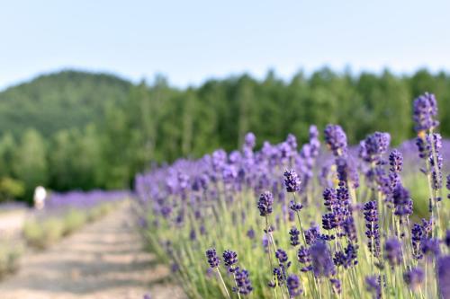 Highland Furano - Location and Accessibility