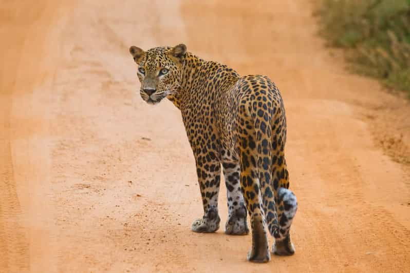 Hikkaduwa/Galle: Yala National Park Jeep Safari Day Tour - Tour Overview and Pricing