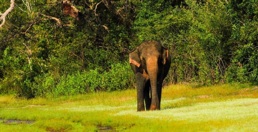 Hikkaduwa: Udawalawe National Park Safari With Hotel Pickup