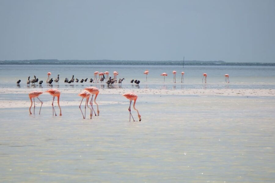 Holbox Tour From Cancun and Riviera Maya