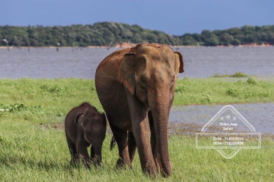 Hurulu Eco Park Habarana Elephant Safari