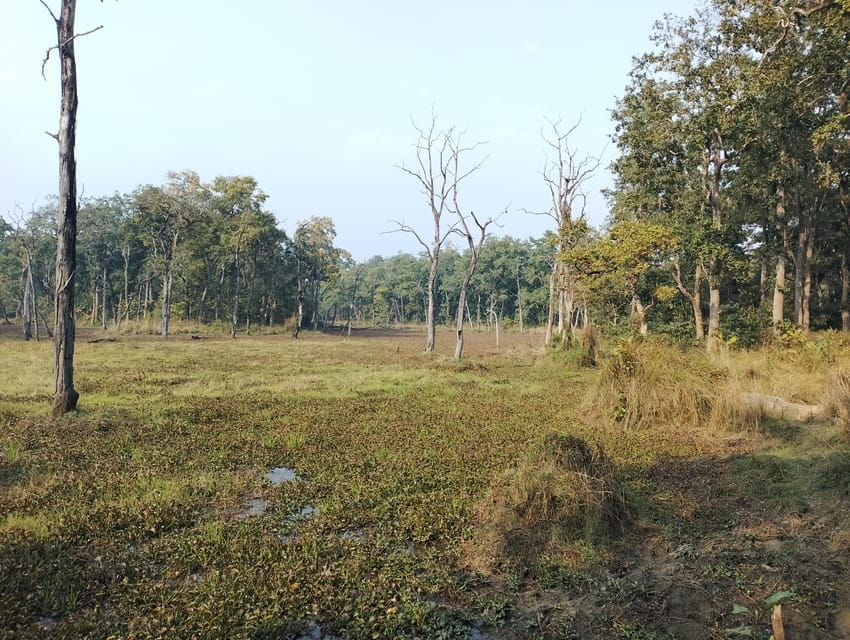 In the Heart of Nature: Full-Day Walking Safari in Chitwan