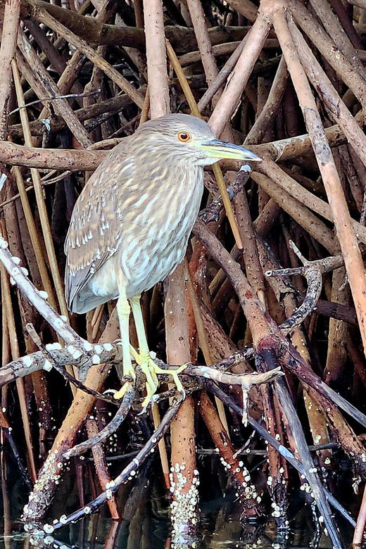 Ixtapa: Aztlan Birdwatching Adventure