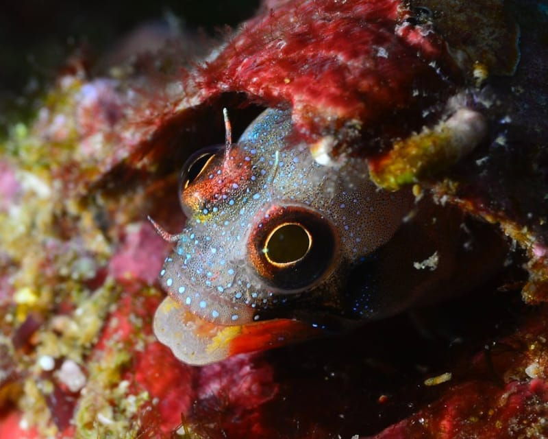 Ixtapa: Nighttime Underwater Exploration at Piedra Solitaria