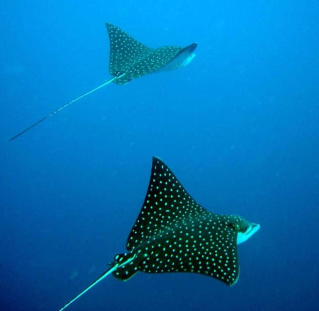 Ixtapa: Underwater Adventures in Zihuatanejo