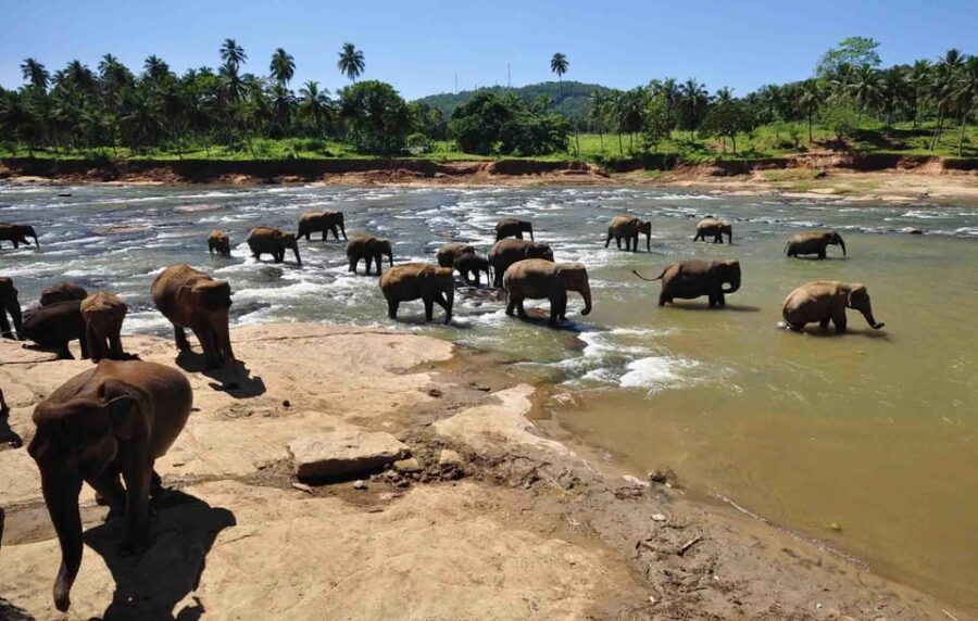 Kandy Drop With Pinnawala Elephant Orphanage From Colombo