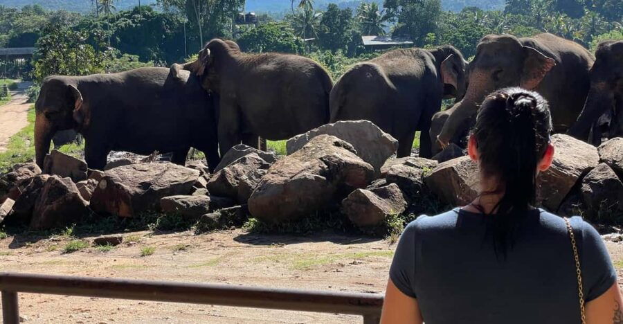 Kandy Pinnawala Day Tour From Bentota
