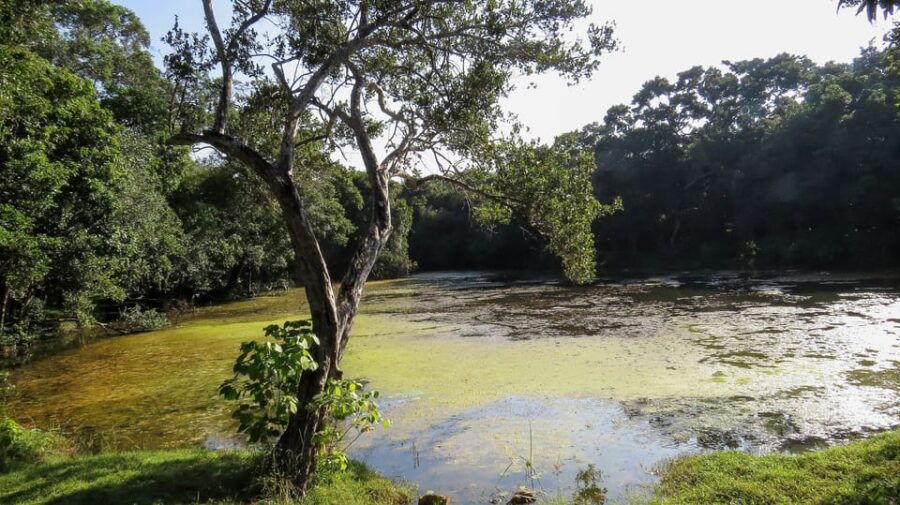 Kaudulla National Park Safari From Dambulla - Safari Overview and Pricing