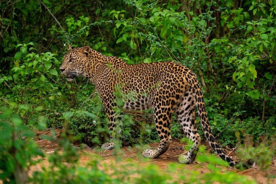 3 Best Safari Tours In Pottuvil