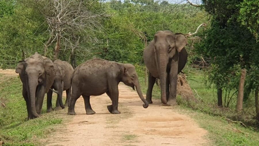 Kumana National Park : Morning or Afternoon Safari (6 H) - Safari Overview