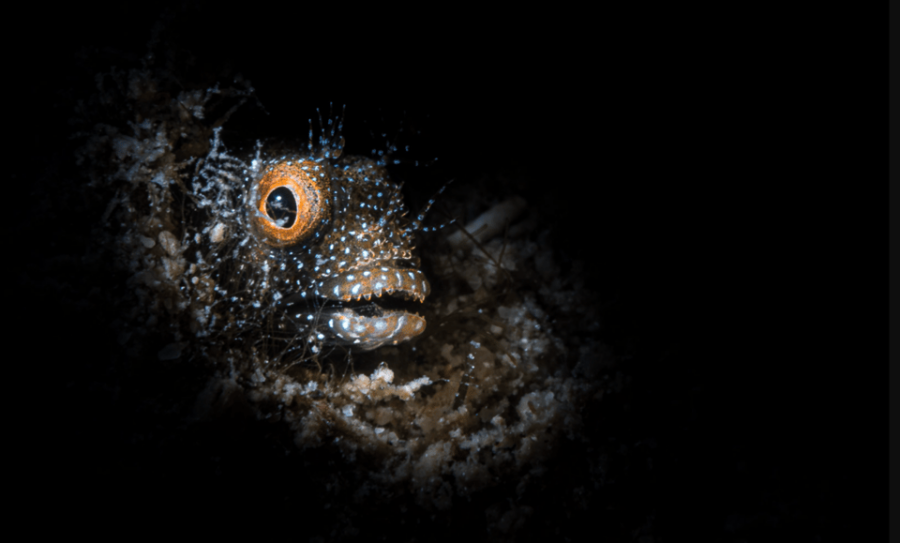 La Paz: Night Dive Experience