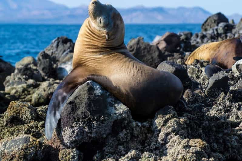 La Paz: Snorkeling With Sea Lions and Balandra Beach Tour - Tour Overview