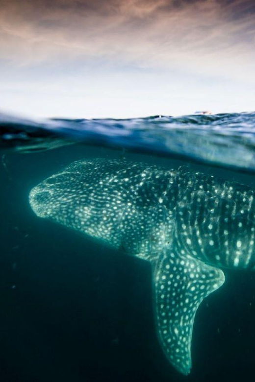 La Paz: Whale Shark Snorkeling Tour - Tour Overview