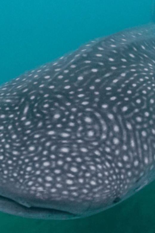 La Paz: Whale Sharks Snorkeling Tour - Overview of the Tour