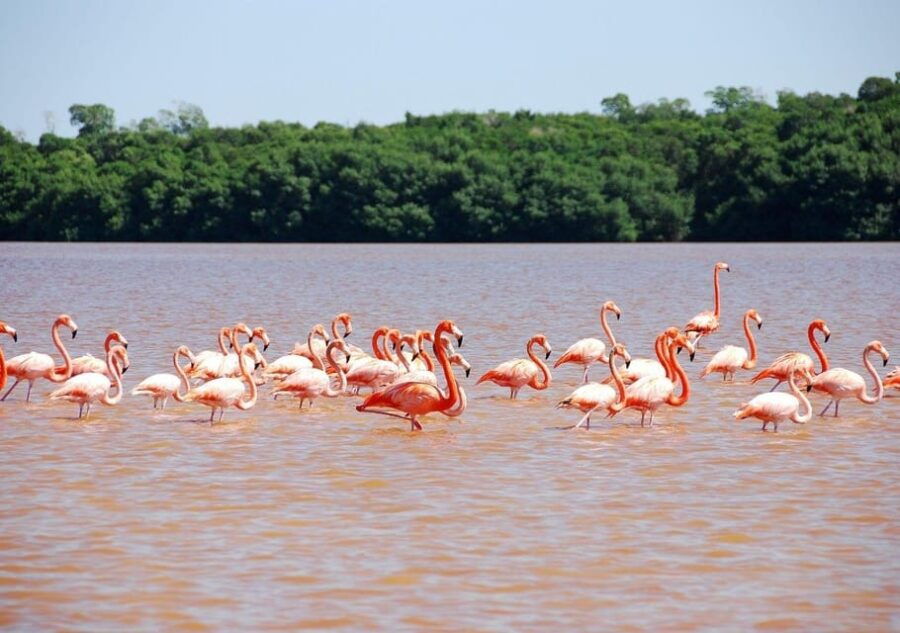 Las Coloradas: Pink Lake Visit and Boat Ride in Río Lagartos