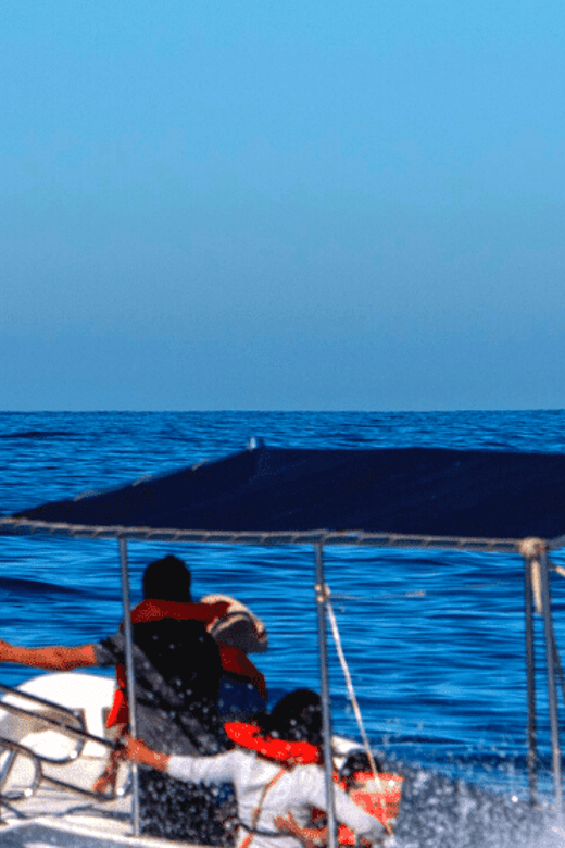 Los Cabos: Whale Watching by Glass Bottom Boat - Encounter Majestic Marine Mammals