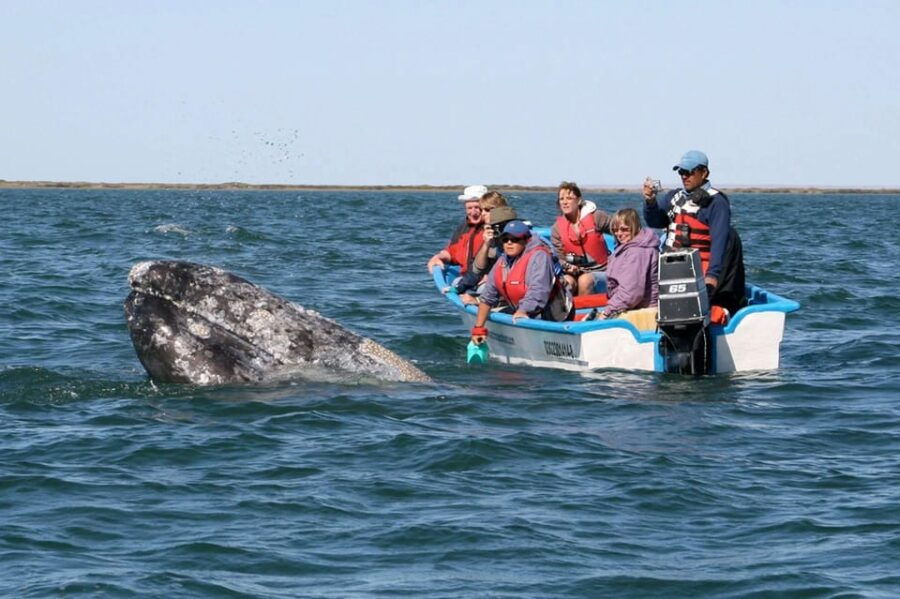 Los Cabos: Whale Watching Experience - Immersive Ocean Journey