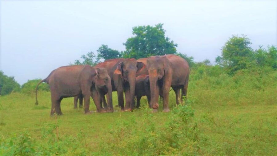 Love Sri Lanka – Luxury Tour – 06 Days