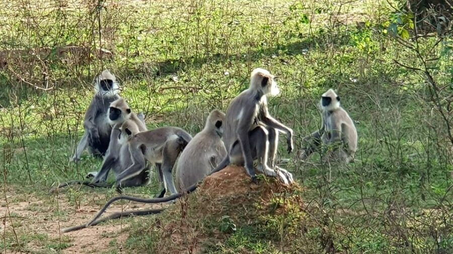 Lunugamvehera National Park (Yala Block V / VI ) Wild Safari