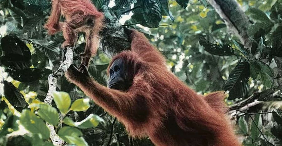 Medan: in the Jungle of Mount Leuser National Park Day Trip - Overview of the Day Trip