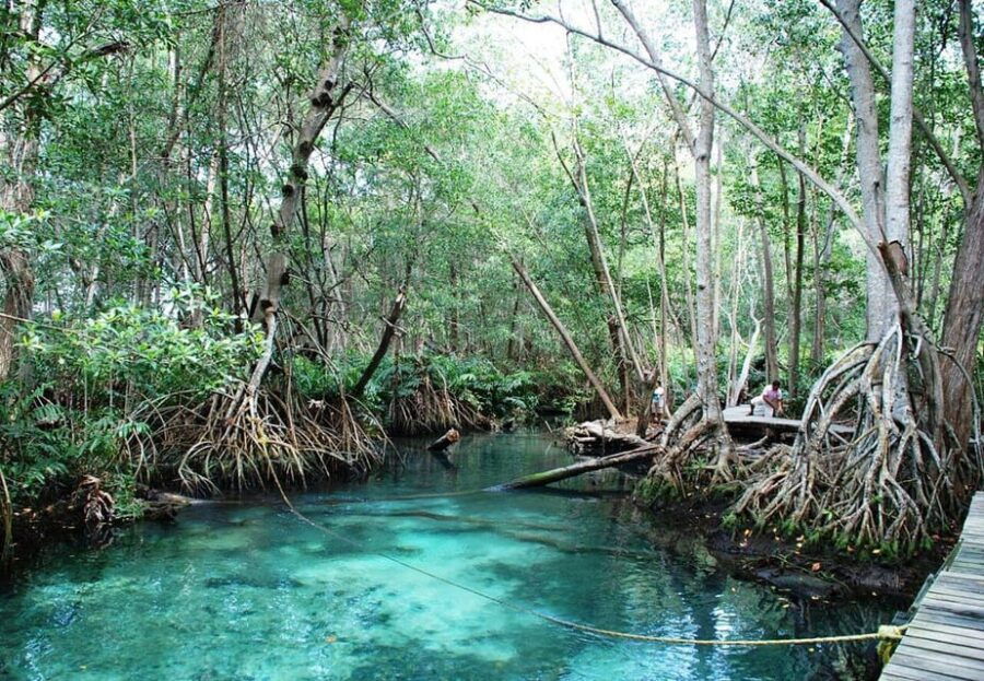Merida: Celestun Beach and Mangrove Boat Ride Day Trip - Trip Overview