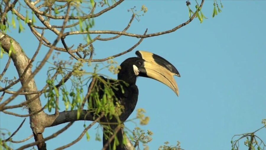 Minneriya: Jeep Safari From Trincomalee