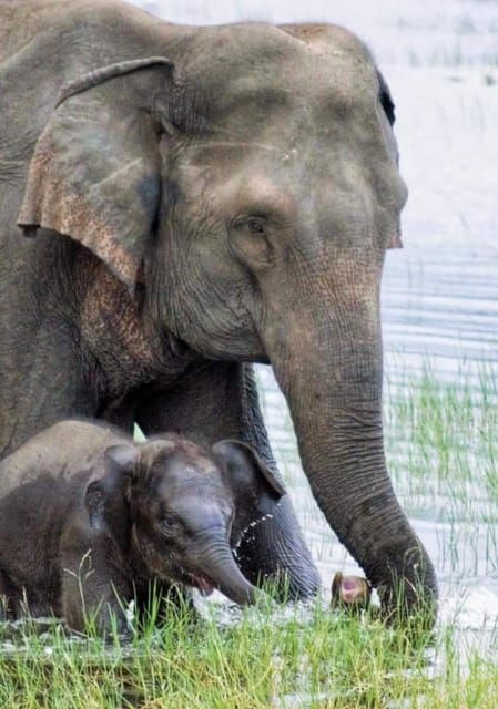 Minneriya National Park Elephant Jeep Safari - Activity Overview