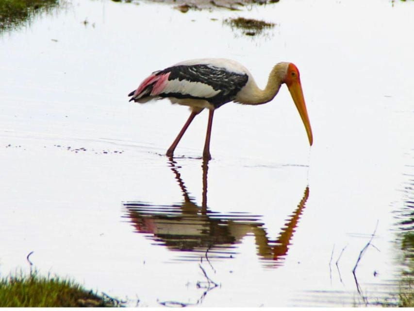 Minneriya National Park: Game Drive and Village Trek