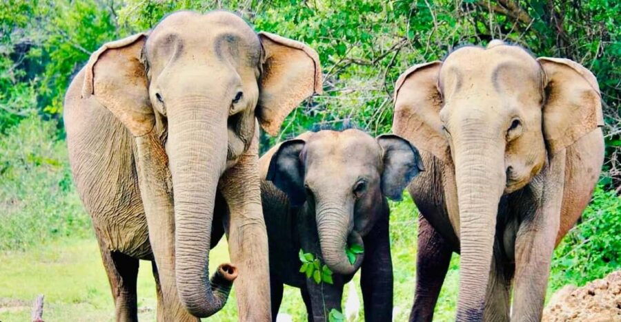 Minneriya National Park: Private 4X4 Safari From Trincomalee