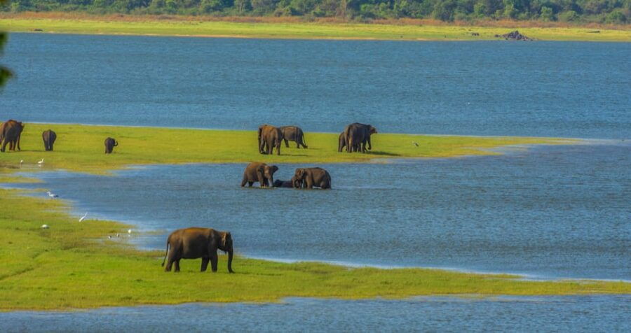 3 Best Safari Tours In Minneriya National Park