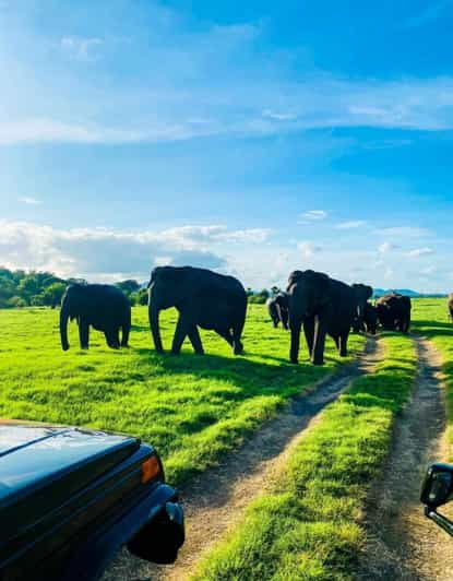 Minneriya National Park Private Safari Tour