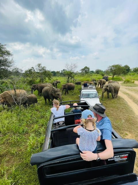 Minneriya Park Jeep Safari With Tickets Include Pickup Drop