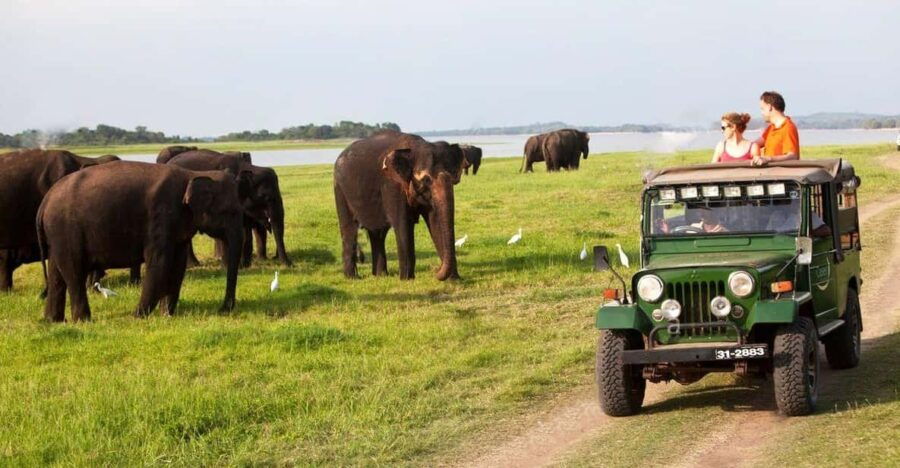 Minneriya:Jeep Safari From Kandy