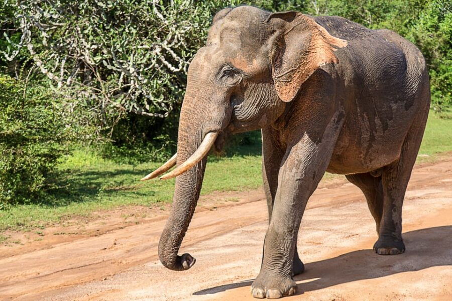 Mirissa/Weligma/Galle/Hikkduwa: Transfer to Ella & Yala Tour - Tour Highlights