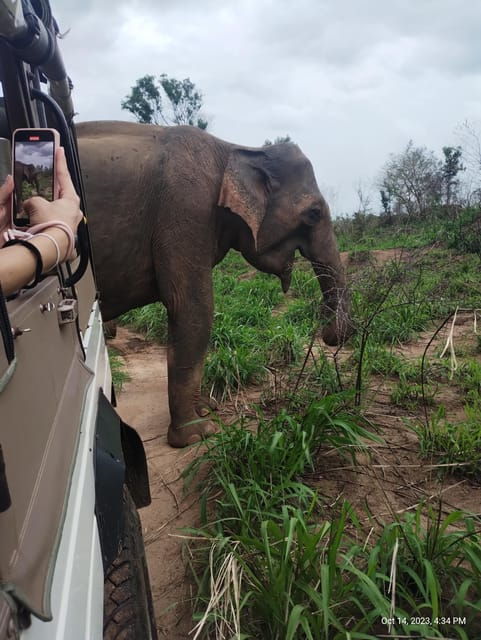 Negombo: Day Tour; Dambulla, Elephant Safari & Village