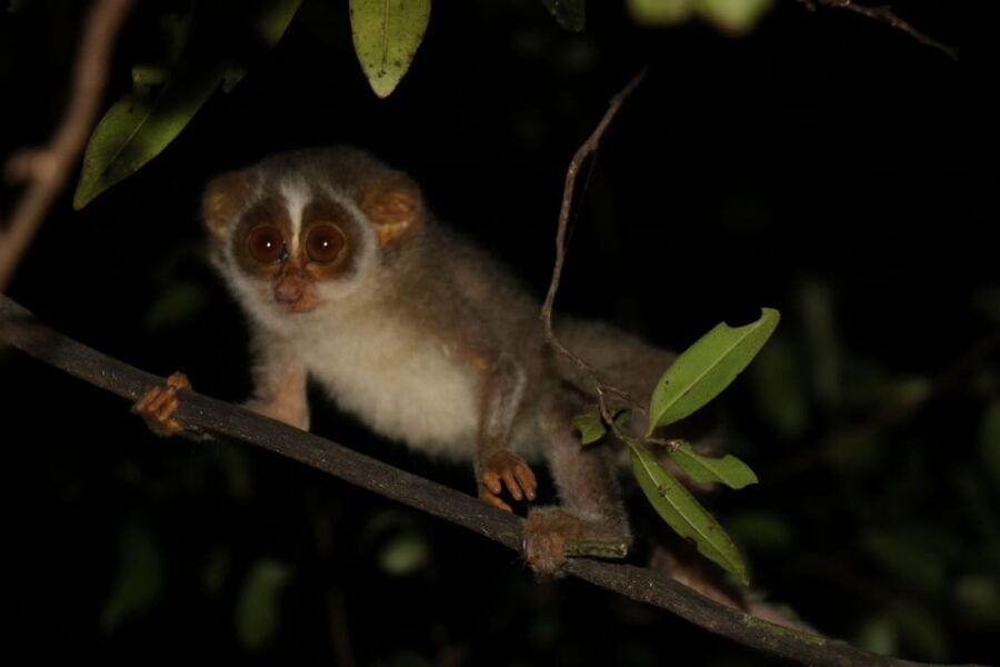 Night Hike to See Elusive & Rare Loris in Sigiriya - Night Hike Overview