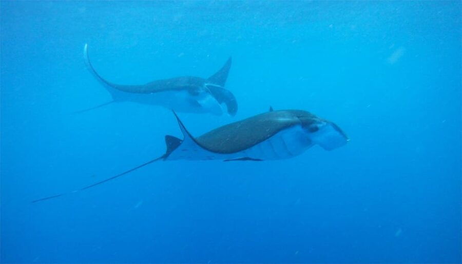 3 Best Snorkeling Experiences In Tulamben