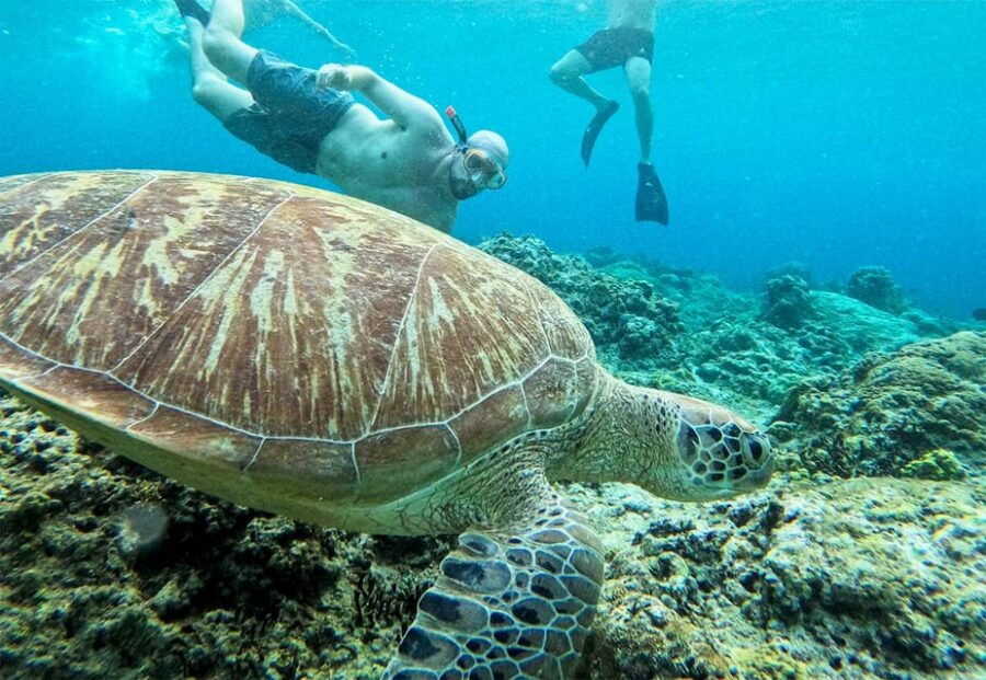 2 Best Snorkeling Experiences In Sd Point Diving Spot