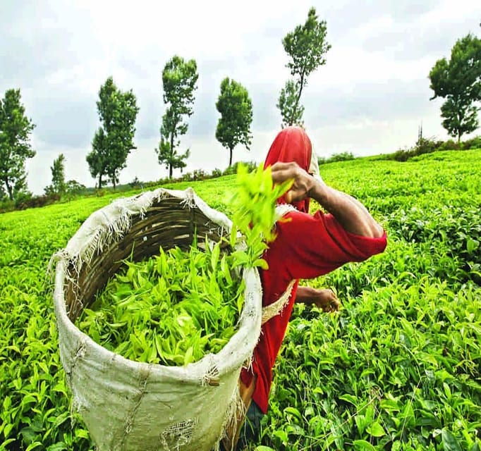 Nuwara Eliya FullDay Waterfalls 5, Trekking, Tea Factories 2 - Overview of Nuwara Eliya Tour