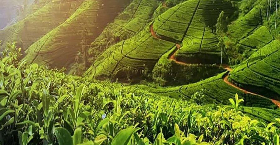 Nuwara Eliya: Tea Factory and Pickle Waterfalls Tuk Tuk Tour