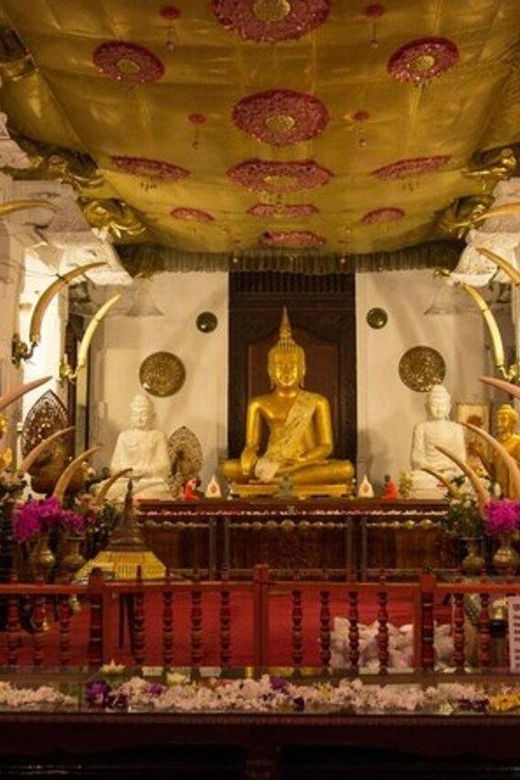 Pinnawala & Tea Factory & Kandy Full Day Tour From Negombo