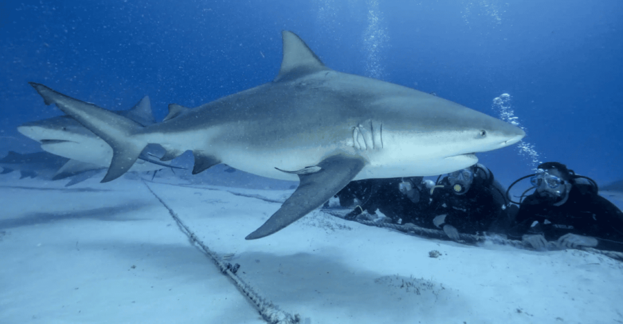 Playa Del Carmen: Bull Shark Feeding Experience