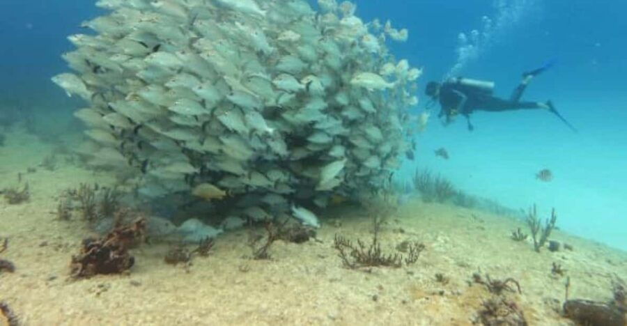 Playa Del Carmen: Mama Viña Shipwreck & Reef Diving - Activity Overview
