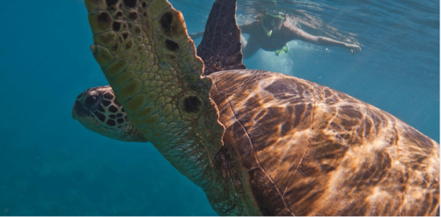 Playa Del Carmen: Snorkel Tour at Local Reef