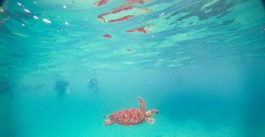 Playa Del Carmen: Tulum Ruins, Turtle Sitghseeing and Cenote
