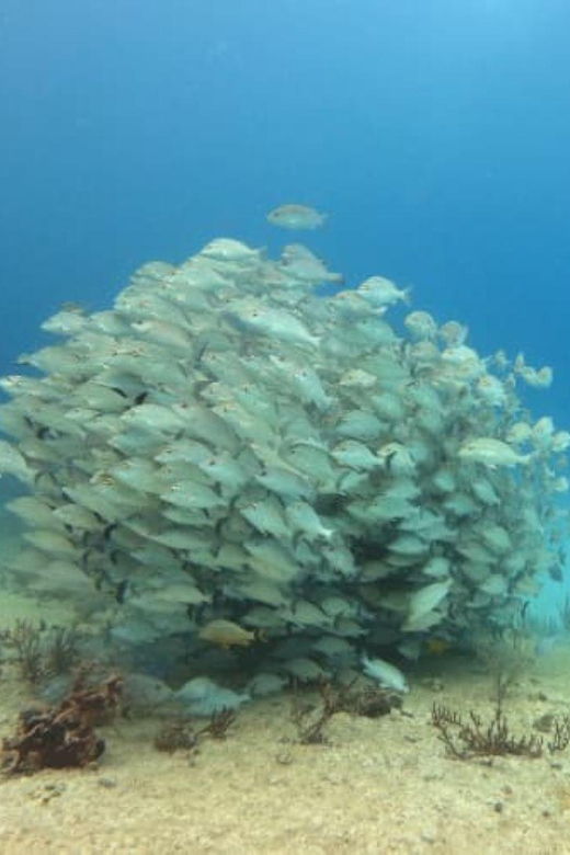 Playa Del Carmen: Two Reefs Dives