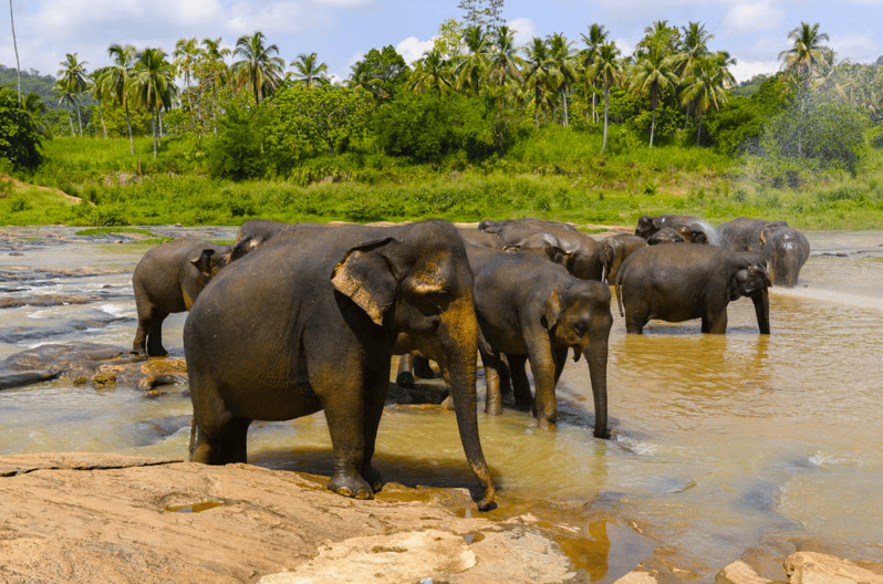 Private Day Trip to Wilpaththu National Park From Colombo - Tour Overview