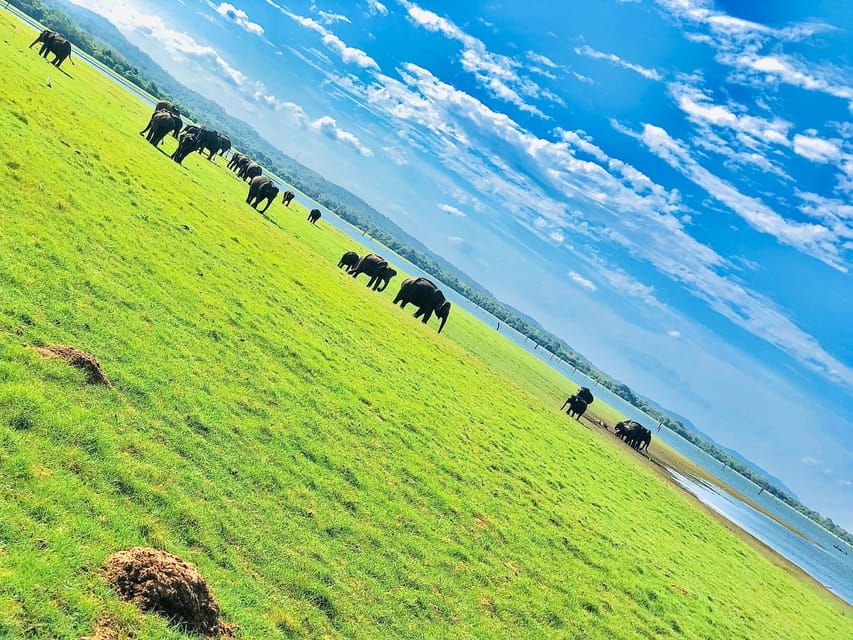 Private Elephant Jeep Safari From Trincomalee to Minneriya