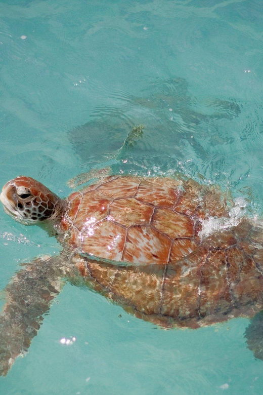 Private Tulum+ Turtles & Cenote & Lunch Transfer Included) - Activity Overview