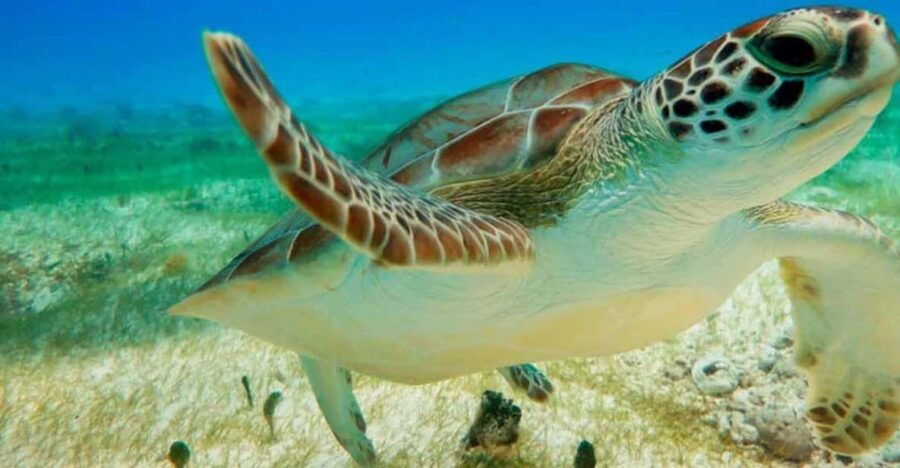 Private Turtle & Cenote Express (Included Transportation)
